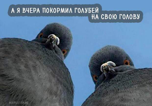 Самая веселая подборка прикольных картинок Самая веселая подборка прикольных картинок