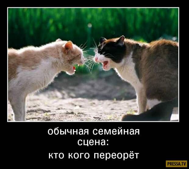 Прикольные демотиваторы с надписями. Подборка chert-poberi-dem-chert-poberi-dem-46340324052020-18 картинка chert-poberi-dem-46340324052020-18
