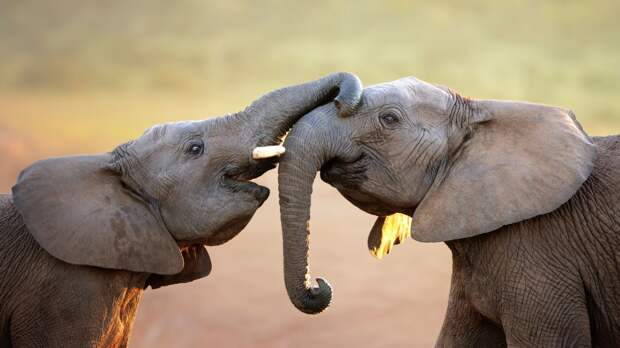 Ученые выяснили, что слоны используют уникальные имена для обозначения собратьев
