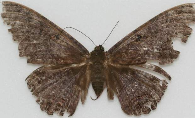Ascalapha-odorata-610x370