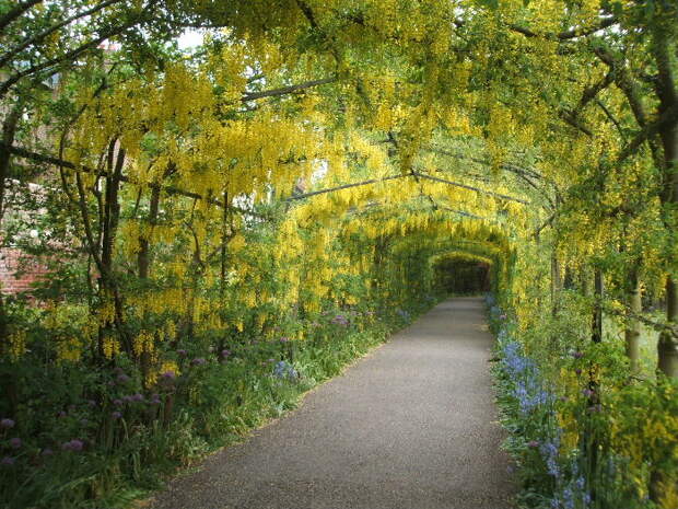 Тоннель желтых цветов в японском парке Кавати Фудзи. Фото