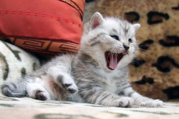 Забавные котята