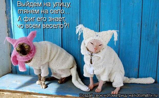 Котоматрица - Выйдем на улицу, глянем на село... А фиг его знает, чо всем весело?!