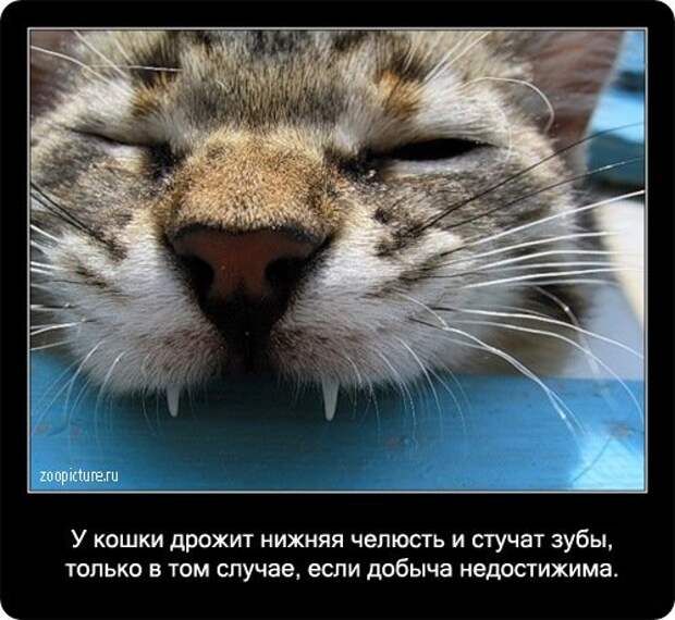 Факты о кошках в картинках