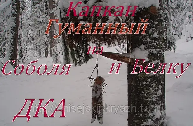 Капкан КА-2 (ДКА) (капкан давящий Агафонова): buy in Продукция для траппинга Киров's catalog | VK