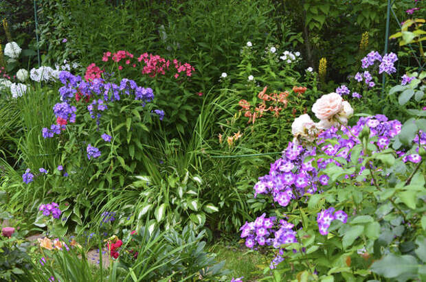 Пышное цветение флоксов украшает сад в августе. Фото автора