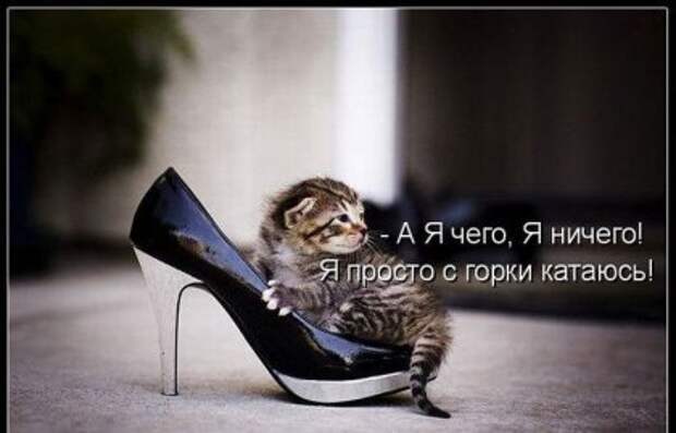 Котоматрицы: Мысли вслух