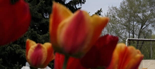 Декоммунизация не дошла: 8 марта на Украине остаётся государственным праздником