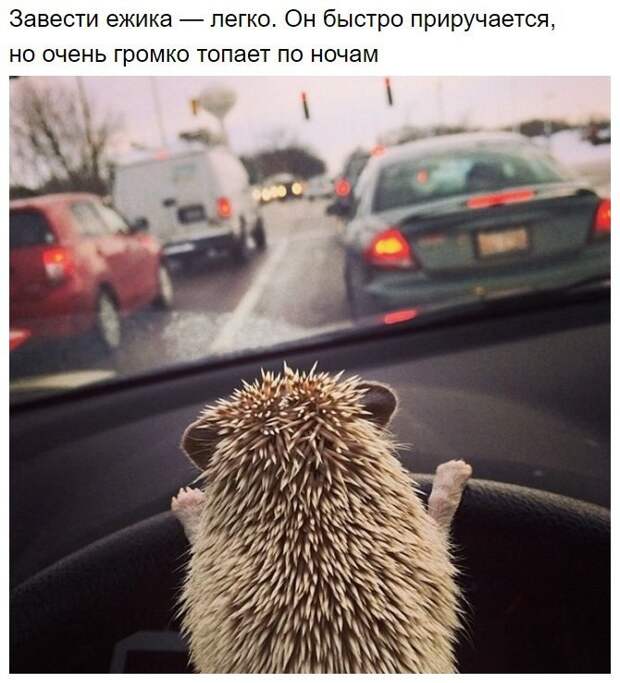 Интересные факты о ежах животные, интересно, удивительно, факты, ёжик