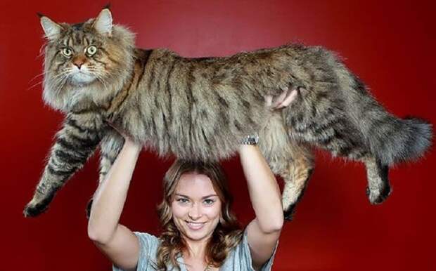 18 котов породы мейн-кун, по сравнению с которыми ваша кошка выглядит крошечной.