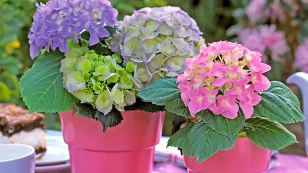 Правила ухода за гортензией