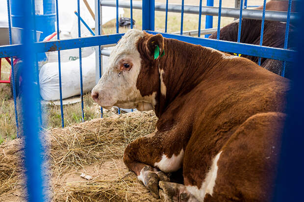 Правительство НСО поддержит лишившихся скота владельцев хозяйств