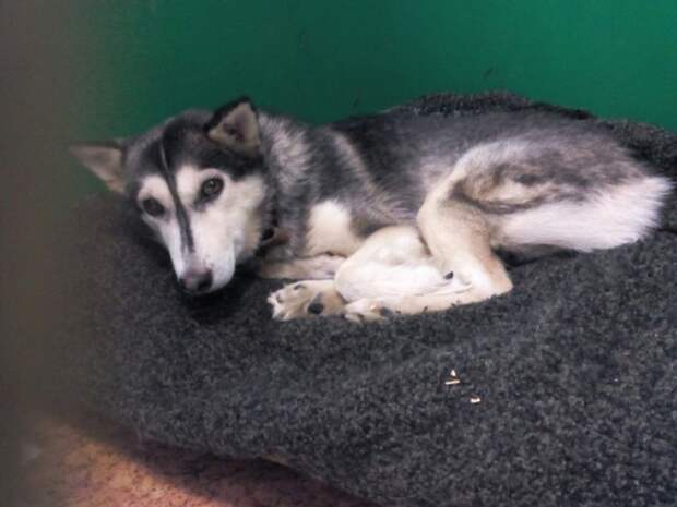 Замерзшая хаски 3 дня пролежала под балконом без движения Замерзшая хаски 3 дня пролежала под балконом без движения балкон, история, собака, хаски