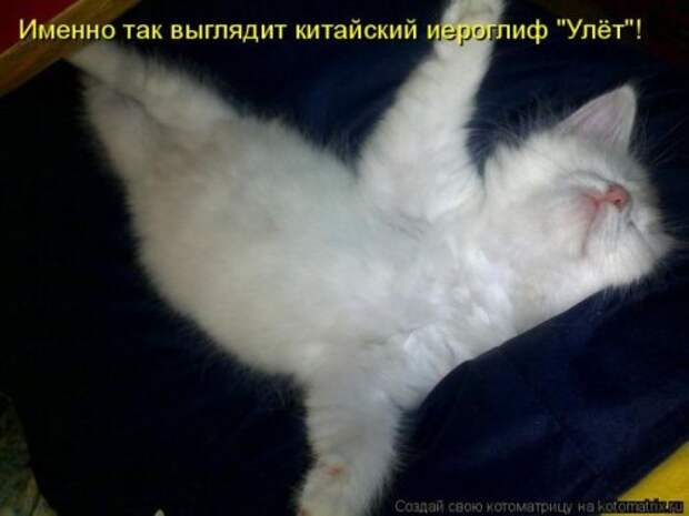 Новая котоматрица за неделю