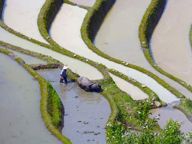 yunnan rice terraces 85 Рисовые террасы Хунхэ Хани включены в Список Всемирного наследия ЮНЕСКО
