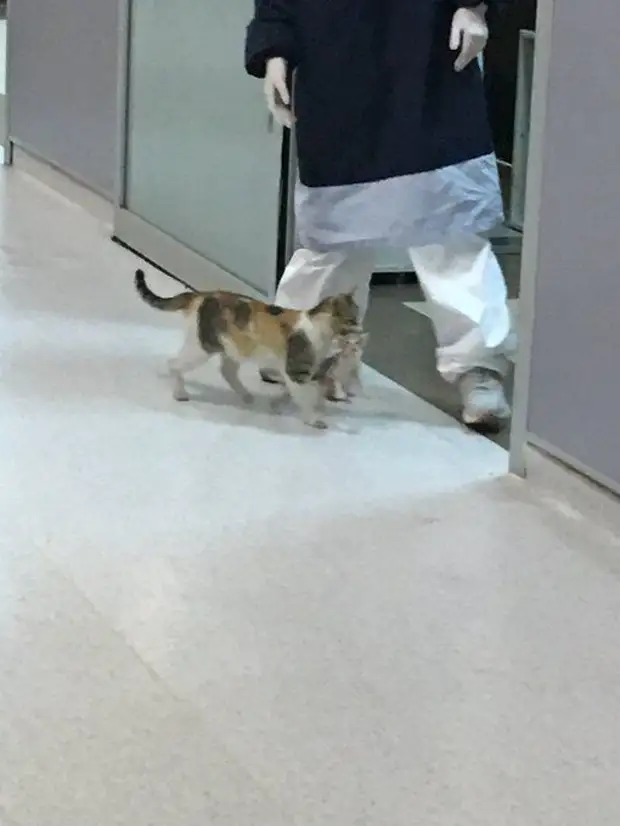 Мама кошка обратилась к человеческим врачам за помощью своему малышу, притащив его в больницу скорой помощи