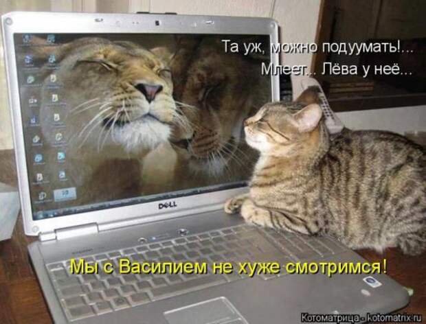 Котоматрицы(картинки с надписями)