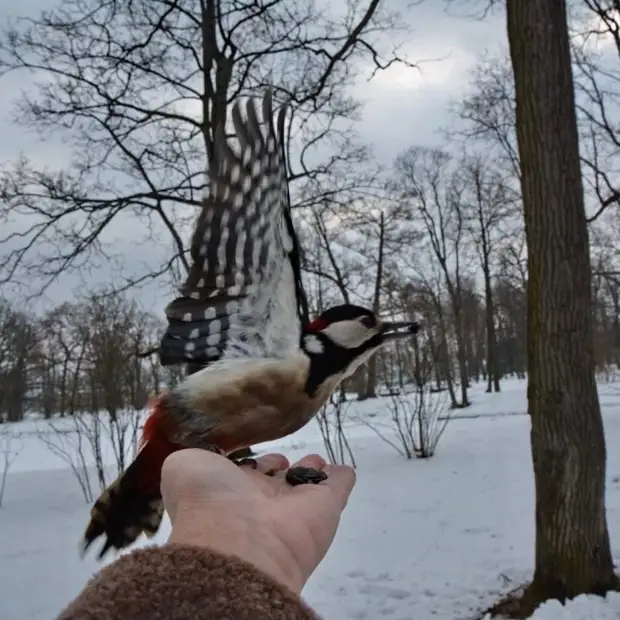 ����� - ��������� �����..., ��� ��������� ��������