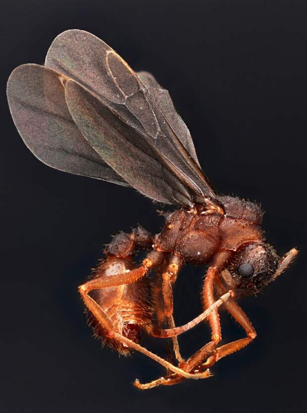 Макросъемка: Удивительный мир насекомых макросъёмка, насекомые, фотограф