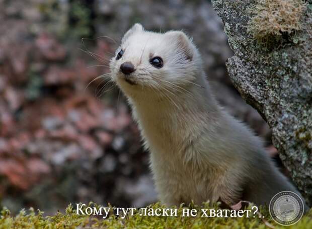 анекдот