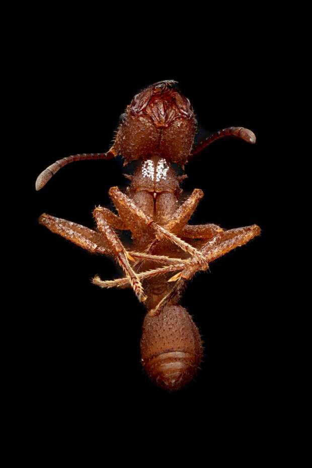Макрофотография муравьев макросъёмка, насекомые, фотограф