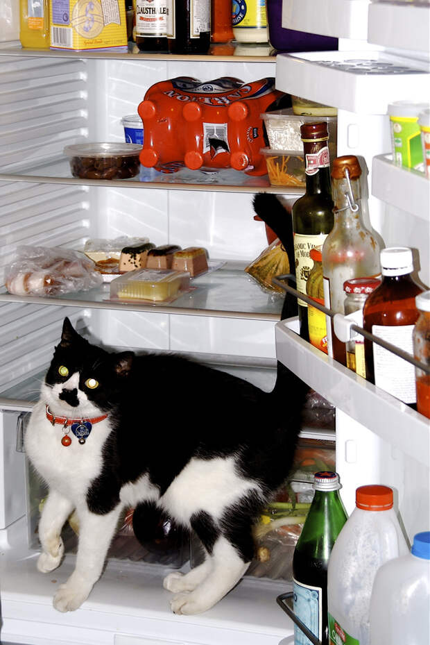 catfridge12 Коты в холодильниках
