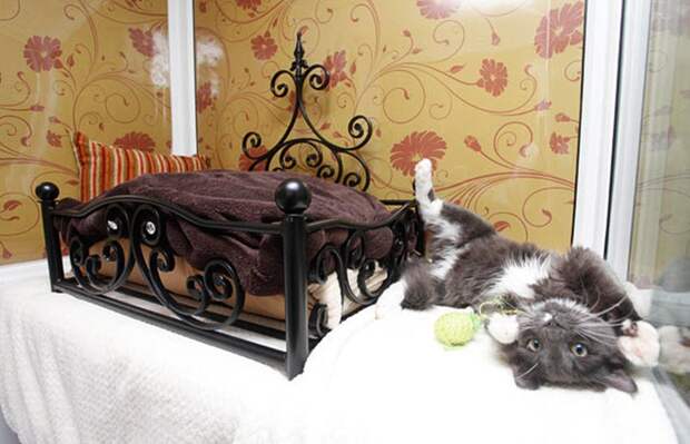 Люксовый кошачий отель (14 фото)