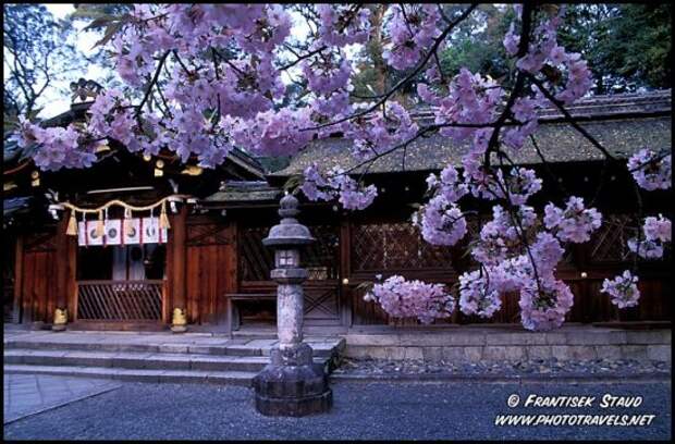 Hanami - время любования цветущей сакурой