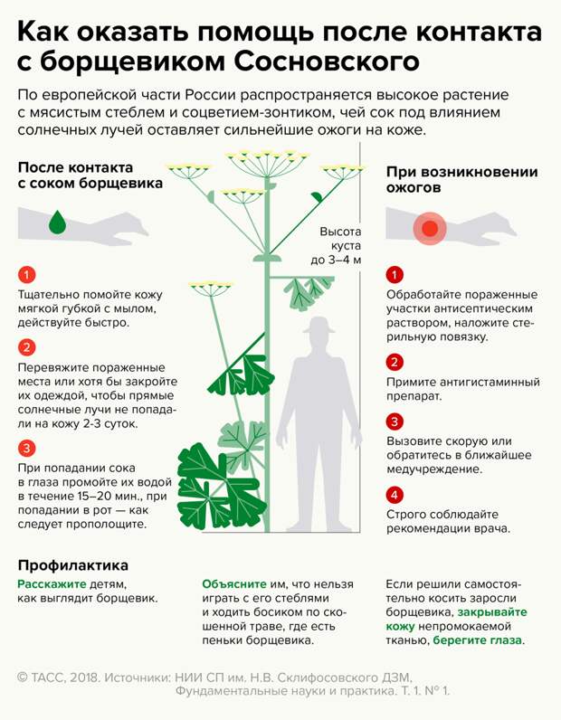 За борщевик на участке могут оштрафовать на один миллион рублей ПОДМОСКОВЬЕ, борщевик, ожоги, опасно, ядовитое растение