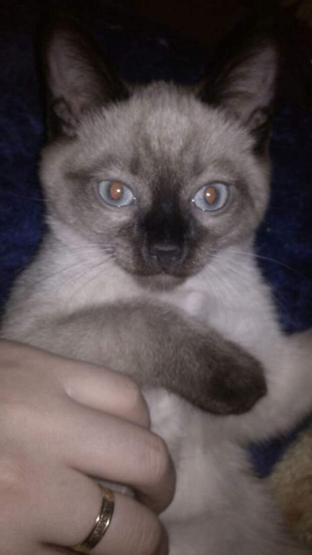 кошка