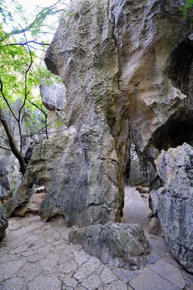 kamenniles 8 Чудеса света: каменный лес Шилинь в Китае