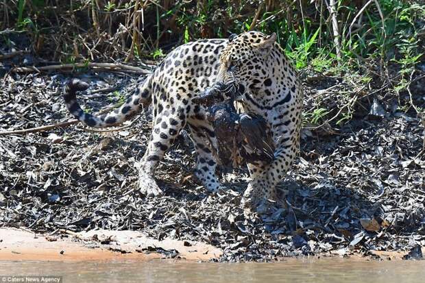 Эта добыча досталась ей нелегко! Фотографии схватки были сделаны в парке дикой природы Encontro das Aguas, Бразилия. jaguar, дикая природа, дикие животные, животные, охота, природа, фото, хищник