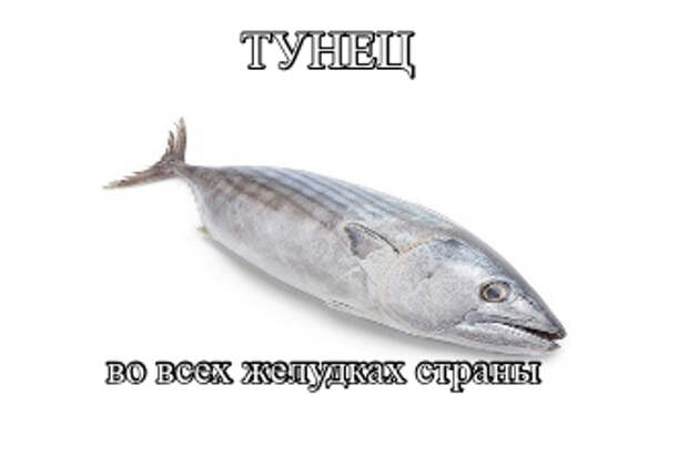 Это не тунец мем с котом Тунец - Memepedia - 9 октября - Медиаплатформа МирТесен