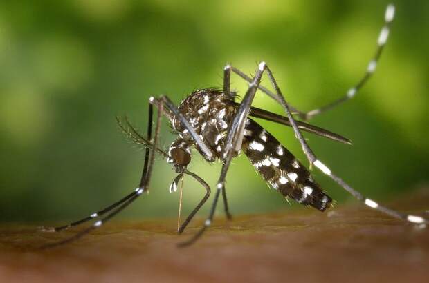 Лаванда, мята и эвкалипт: как защититься от укусов комаров