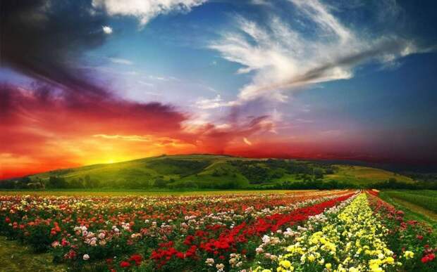 10. Долина цветов в Индии красивые места, прекрасная планета, чудеса природы
