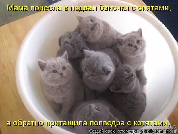 Лучшие котоматрицы недели (50 фото) Лучшие котоматрицы недели (50 фото)