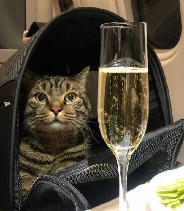 С - смекалка: толстого кота не пускали на рейс, но он все-таки улетел во Владивосток