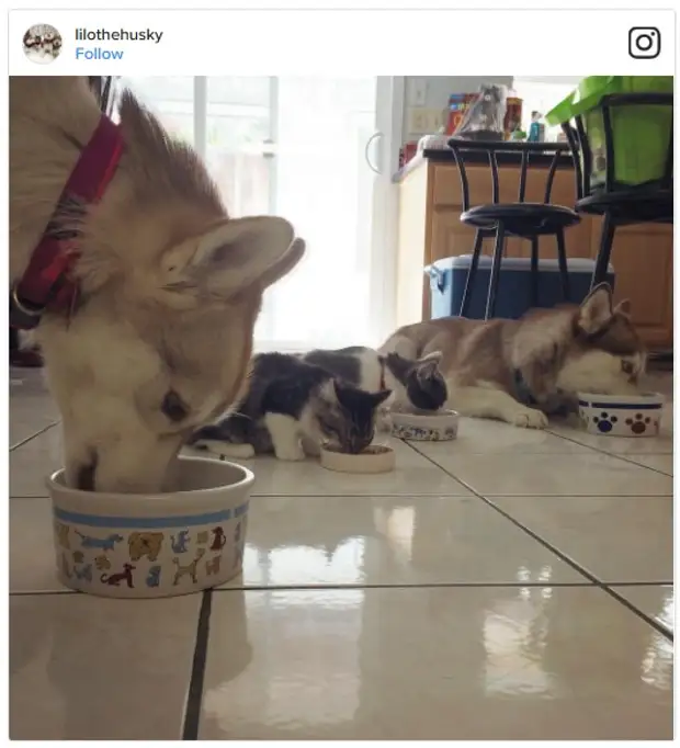 15 фото кошки, которая выросла с собаками и теперь думает, что она хаски