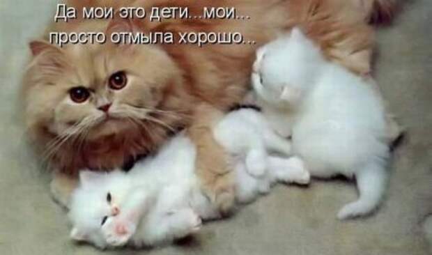 Котоматрицы: Мысли вслух