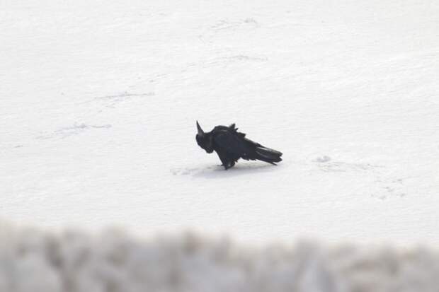 Первых купающихся в снегу грачей заметили в Новосибирской области