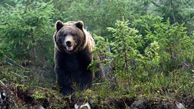 Спасатель Леонов: при встрече с медведем необходимо поднять руки