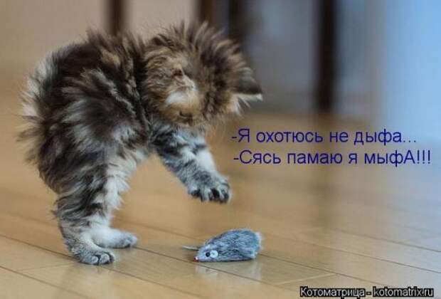 Котоматрицы (картинки с надписями)