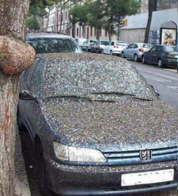 Автомобили и животные (22 фото)