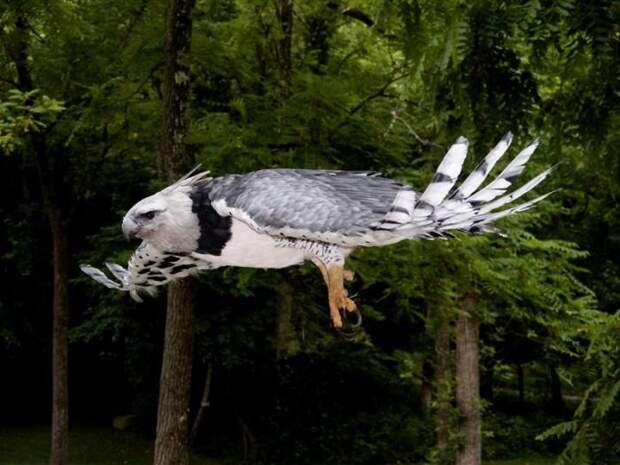 Гарпия — птица с мифологическим названием
