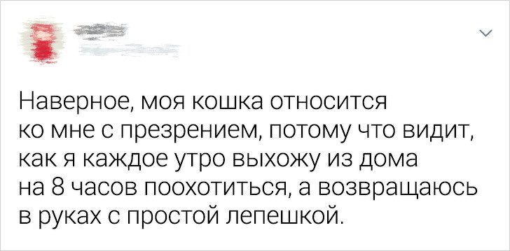 Ситуации, которые показывают, что это кошки заводят нас, а не мы их