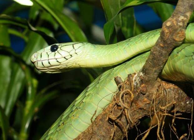 Учёные раскрыли секрет полёта древесных змей