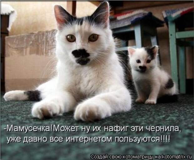Новая котоматрица за неделю