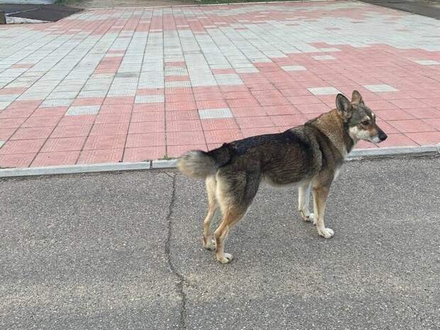 Собаки без поводка: закон есть, контроля нет