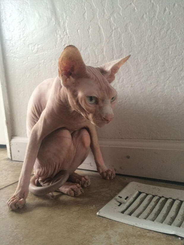 Котику холодно!