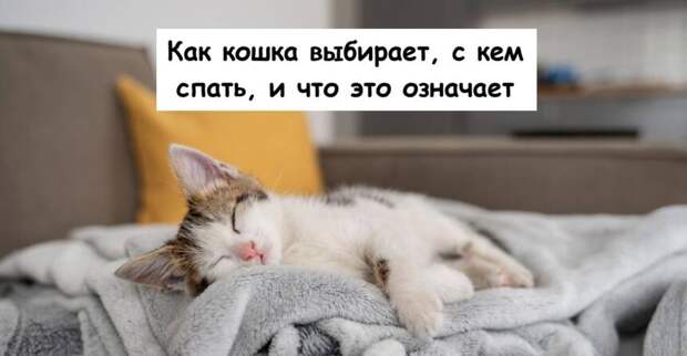 Как кошка выбирает, с кем спать, и что это означает